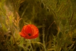 Field Poppy