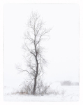 SNOW SQUALL - LONG POINT MARSH