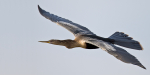 Anhinga