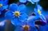 Forget-me-nots (Close up)