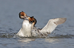 Great Crested Grebe - Podiceps cristatu