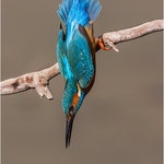 04_CE275_Kingfisher Score 251