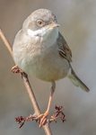 Whitethroat 2