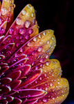 Floral2