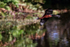 Glossy Ibis swooping low, Wakodahatchee Wetlands, Florida