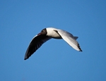 Black-headed Gull
