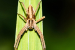 Nursery web spider
