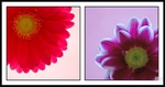Flower Diptych