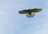 _DSC0998adj