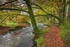 Streams running through beautiful woodland on Exmoor