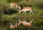 Fallow Deer portfolio