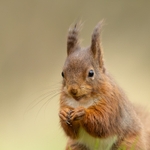 Red Squirrel SD2533