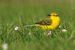 Yellow Wagtail (male) in the grass at Farmoor Reservoir