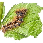 Knot Grass (Acronicta rumicis)