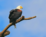 African Fish Eagle with fish perched on a dead tree branch