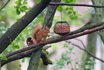 Red Squirrels portfolio