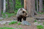 Brown Bear