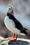 Puffin