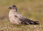 Great skua - Catharacta skua RPNP0078