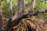 Jaguar hunting sequence (frame 2):  Begins to jump from tree