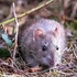 B-02-The Garden Rat