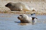 Common Seals