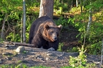 Brown Bear