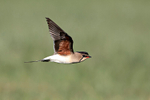 Collared Pratincole