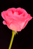Single Pink Rose - DSC_6320_00014