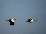 Egyptian Geese