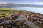 Newport Heather Sunrise Pembrokeshire