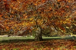 No.0089 Autumn ta Wandlebury Country Park