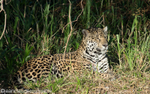 Jaguar female