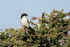 Long-tailed Fiscal