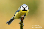 Nature 60