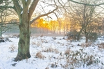 Winter dawn