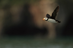 Horned Puffin in flight shot, Duck Island, Alaska