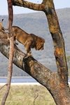 IMG_1074 Nakuru