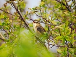 Sedge Warbler