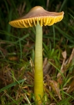 Parrot Waxcap (02)