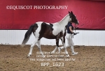 BPP_1623
