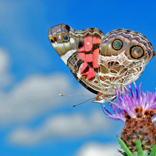 American Lady feeding on black knapweed.