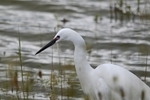 Little Egret