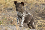 Wild Dog Pup