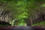 Lane to the Moors