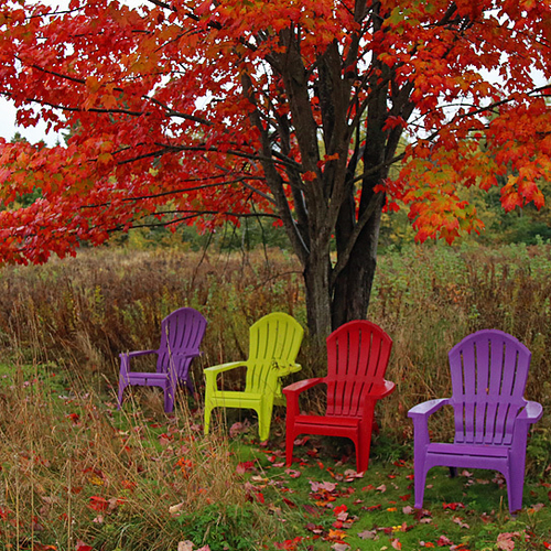 Red Maple in full color.