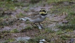 Shorelark.