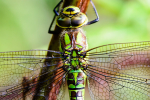 Female Southern hawker
