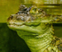 Crocodiles and Monitors-11