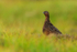 Red Grouse (male), low level shot, Scotland